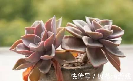 水和光多少是适量,50种常见多肉植物度夏攻略