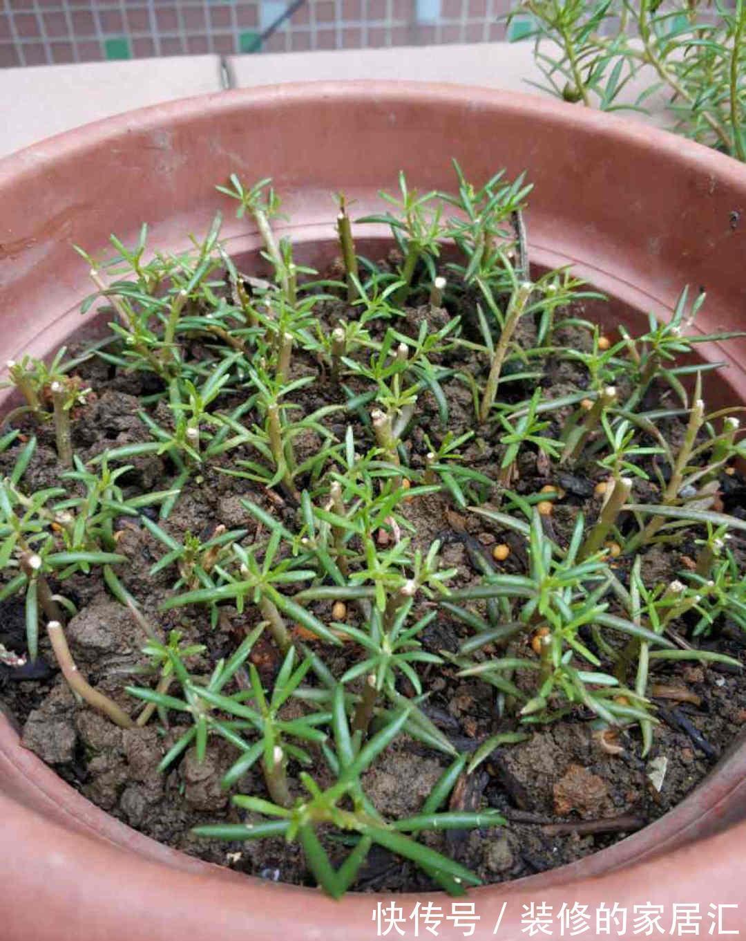枝条|6种花别养老桩,越老越不开花,赶紧扦插备份