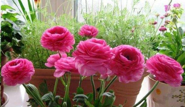 是真的吗|花花草草养在家,精气神足,有朝气,那为什么有人说家里不能养花