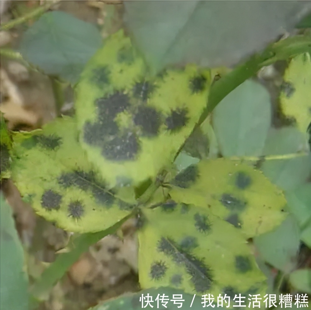 黑斑病|新买的月季小苗,4个关键处理好,根壮苗旺,卯足劲开花