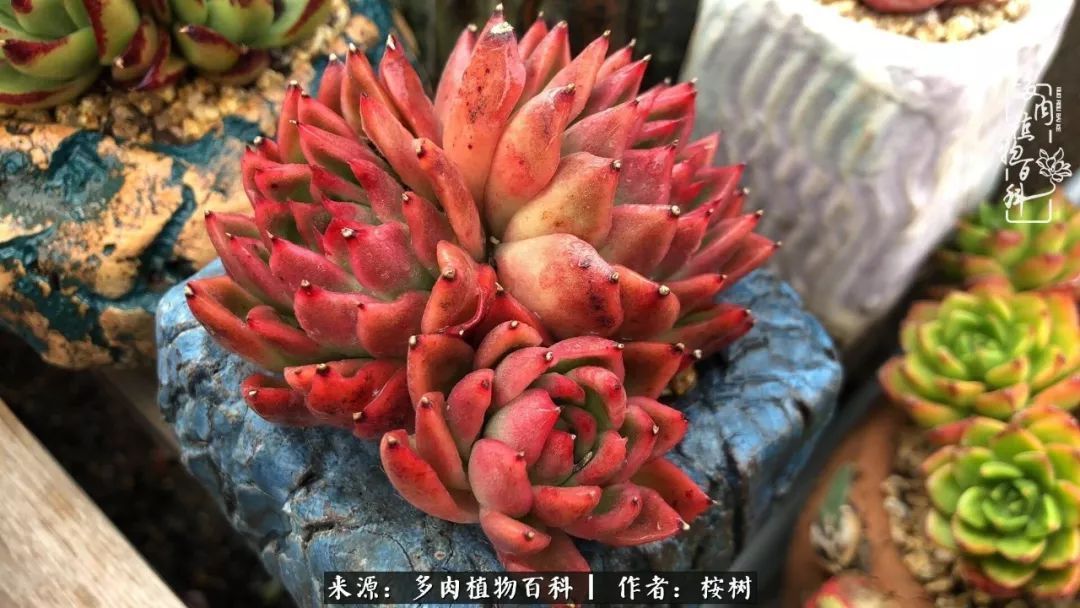 多肉度夏经验谈四季皆露养，兢兢业业养肉三年半！