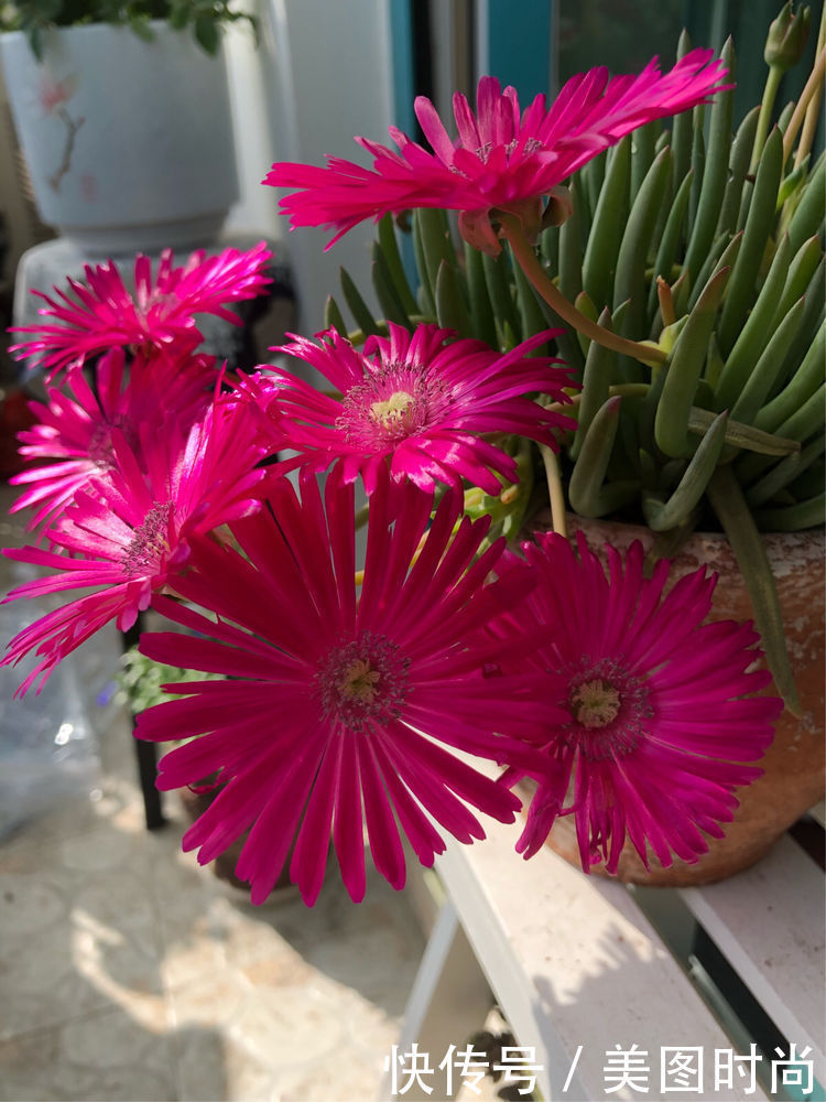 阳台|DIY改造17㎡屋顶花园,忙得不亦乐乎,在喧嚣城市打造一隅静谧