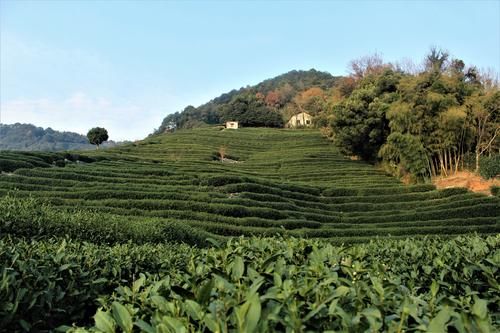 隐藏在西湖群山的村子，有800亩茶园，因茶被乾隆称赞而闻名天下