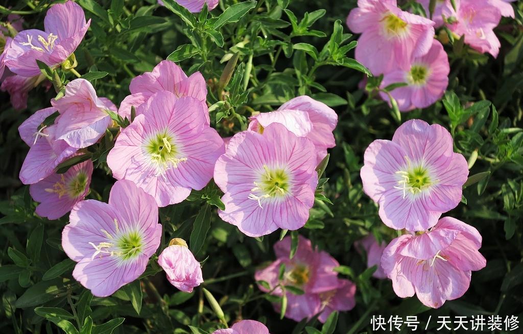 春天院子种什么花,3个品种推荐给你,你值得拥有