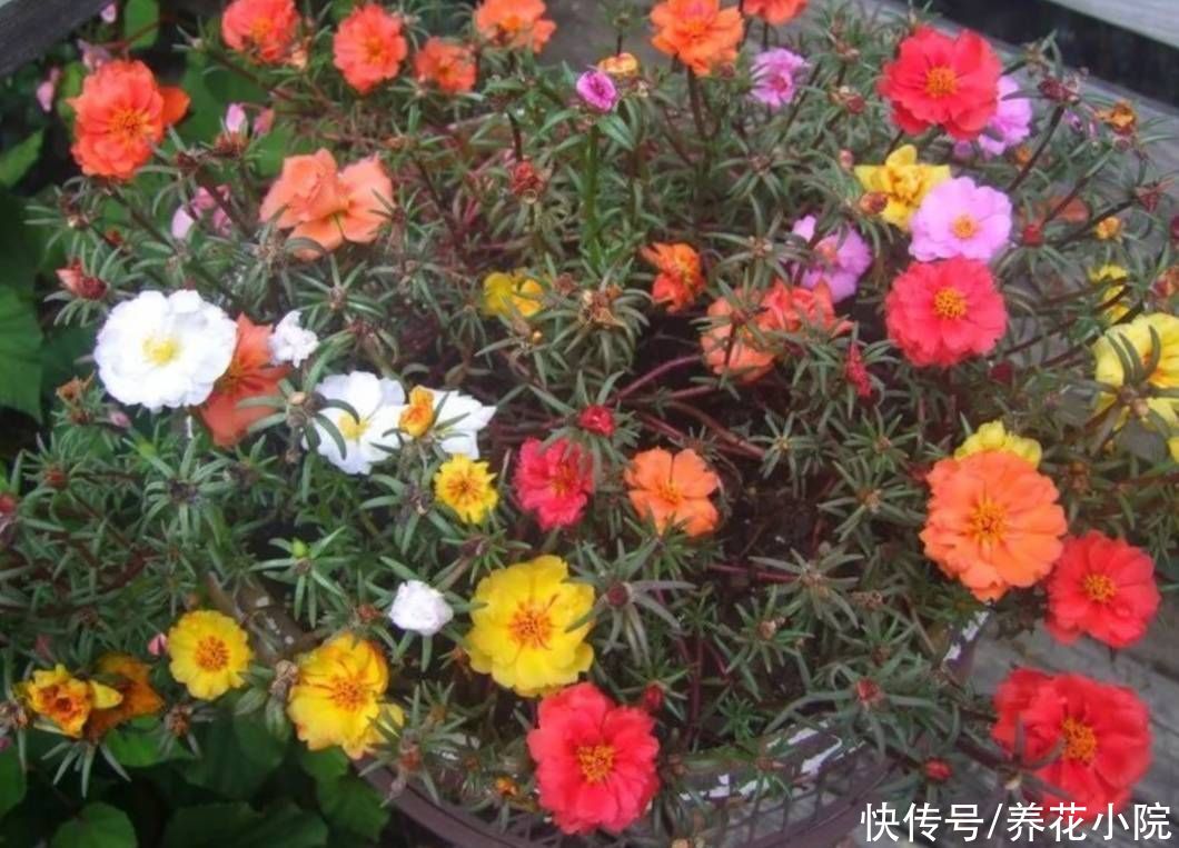 天竺葵|5种花，好养花期又长，能从春天开到深秋