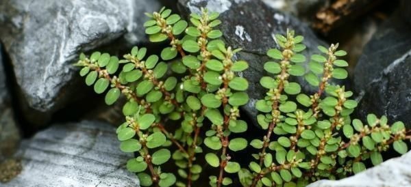 地锦草|农村这种野草随处可见,人称“血见愁”,价值很珍贵,拔1棵少1棵