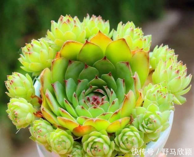 以下多肉的样子像莲花座，做好以下几点，能爆盆