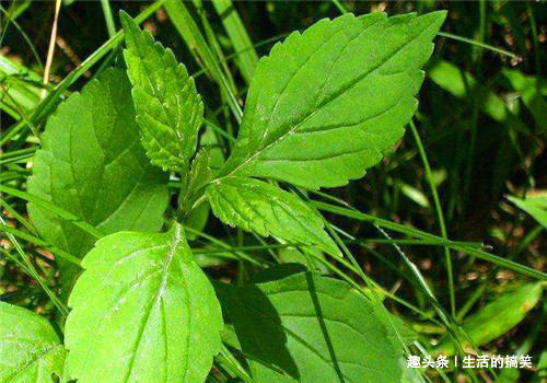 荠菜|冬天女性可以坚持吃4种食物,排出毒素,滋阴降火,滋养女性子宫