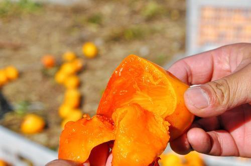 鞣酸蛋白|都说“一个柿子十副药”,到底有什么好处有2类人别吃