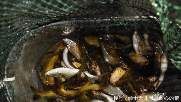 野钓黄颡鱼的几种打窝方法,诱鱼成群,才能轻松连竿上鱼