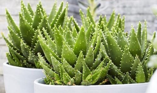 一个月|这6种花一个月不浇水都死不了,养起来简直太省心了