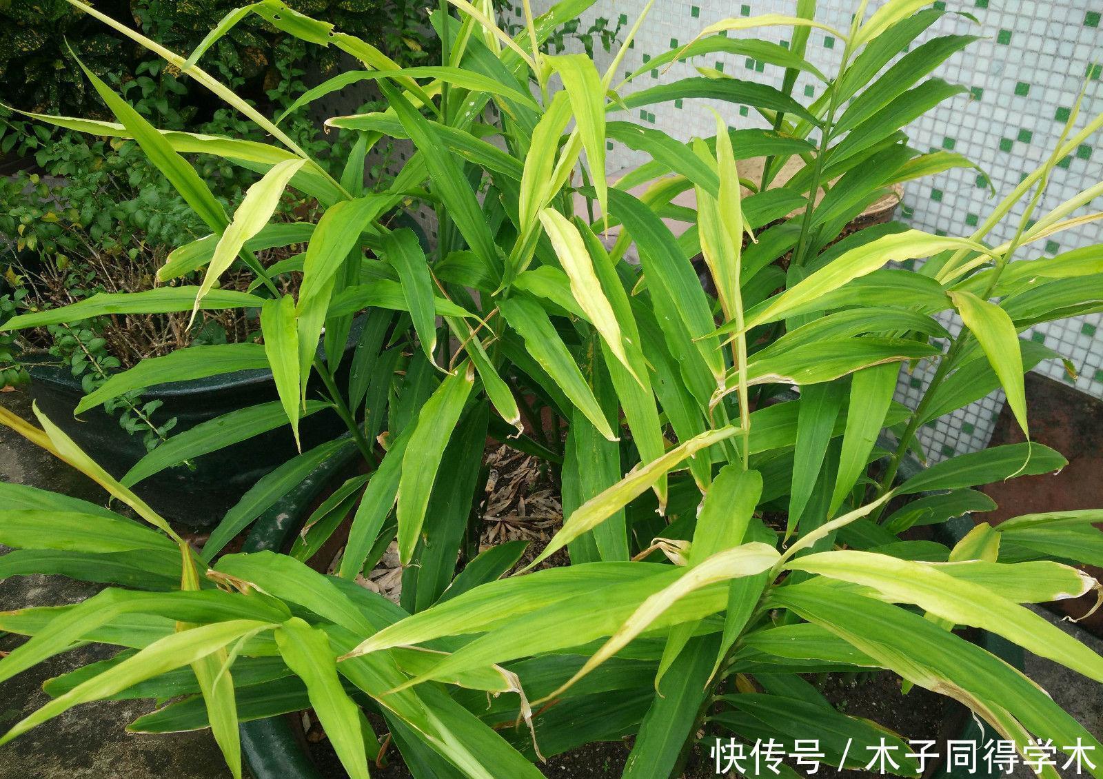 盆栽|阳台种生姜,只用泡沫箱,挖出几十斤,轻松收货“姜山”