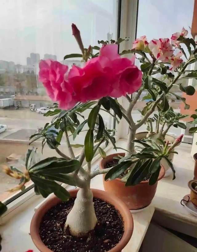 叶子|家里有这5种花,越懒养越好,根不烂叶子不黄,养养就爆盆!