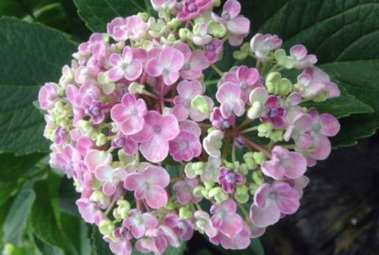 芍药花|从6月19号开始，家养这些植物，便宜又好养，花瓣层层叠叠