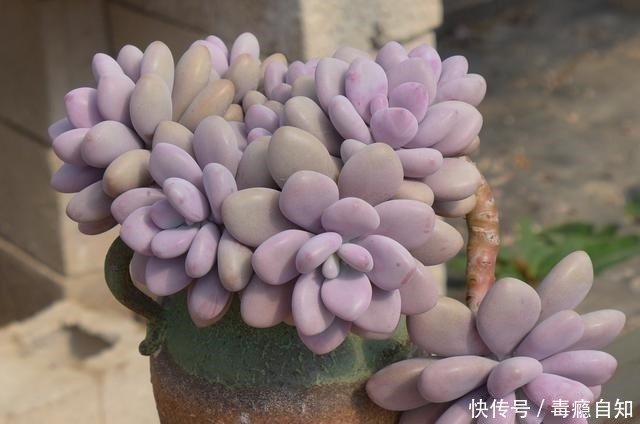 多肉|这5种多肉开花就像中奖一样,雅乐之舞最不常见,桃蛋开花最好看!
