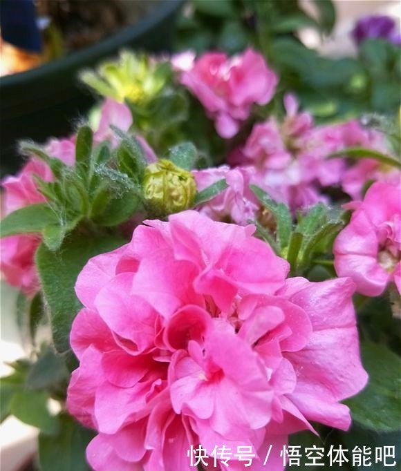 一种漂亮又好养的花,不怕热不怕晒,春夏秋3季都开花,很值得养!