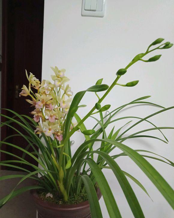 陷阱|兰花的四个“大误区”，看似有道理，实则很陷阱，别被人忽悠了