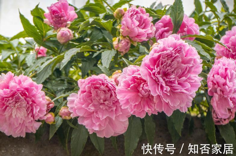 芍药移植,春天和秋天哪个时间好,这1步没做对,难怪芍药长不好