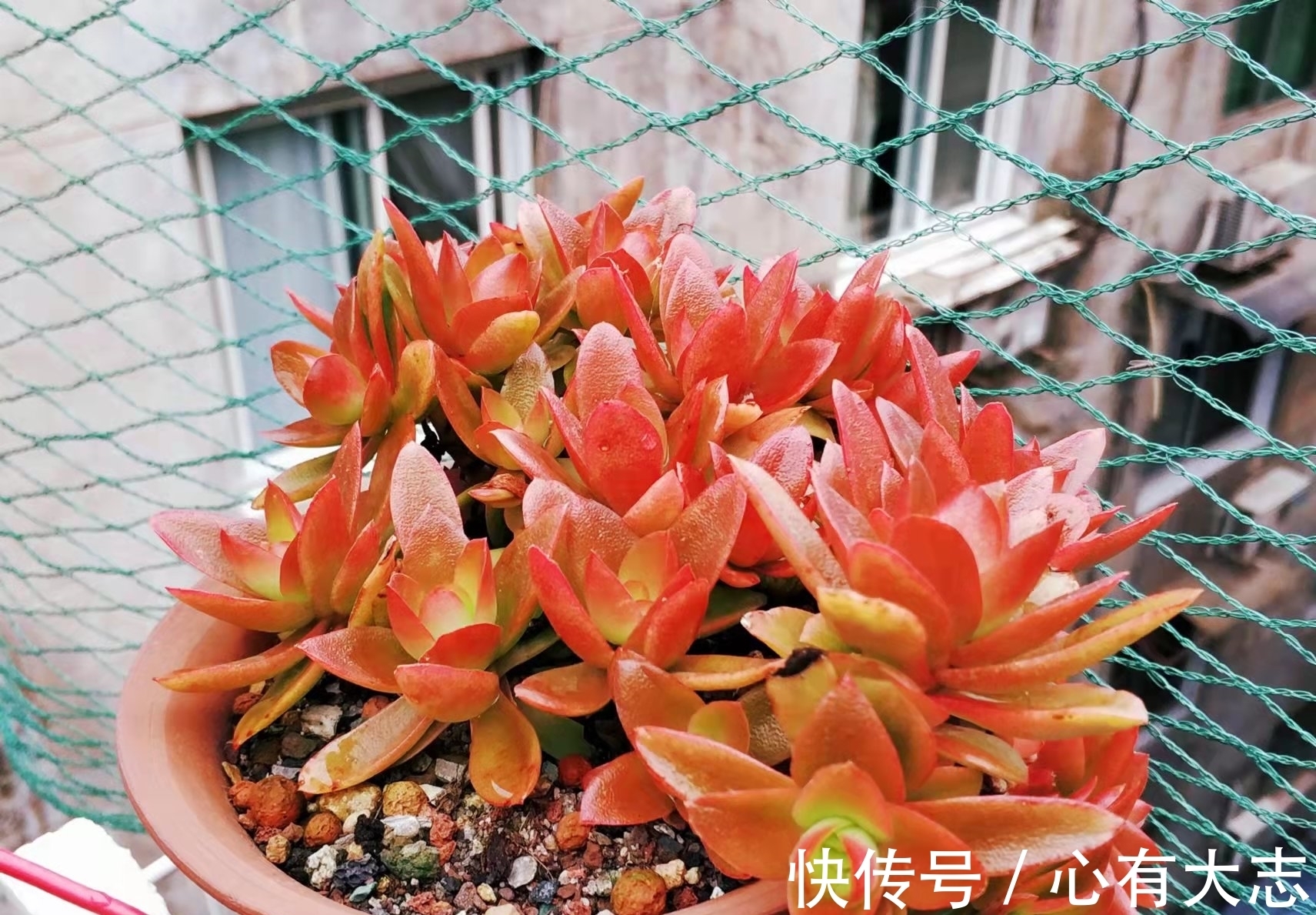 初冬养多肉，给它们来点“神仙水”，不但拍照好看，也不影响上色