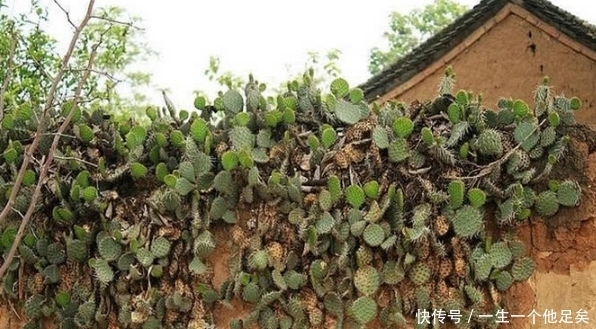 仙人掌|这个带刺植物结出来的果实居然可以吃,完全震惊!