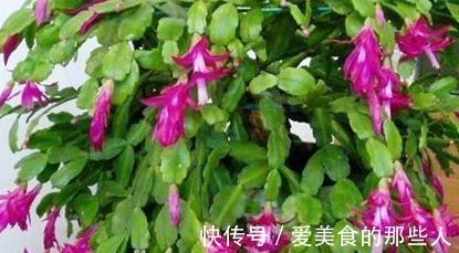 蟹爪兰叶子发软，没精神，再不此样做，只怕冬季难开花，快瞧瞧吧