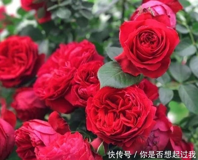 夏天养此款花卉，好养易打理，花色柔美，花朵烂漫迷人
