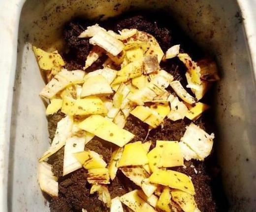 养殖花草小妙招用香蕉皮盆栽植物,分分钟搞定肥水、清洁问题