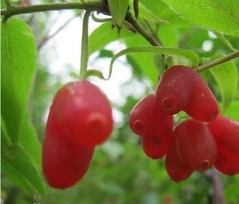 滋润|好食物吃出好身体,3种食物换着来,补充营养,滋润肌肤!