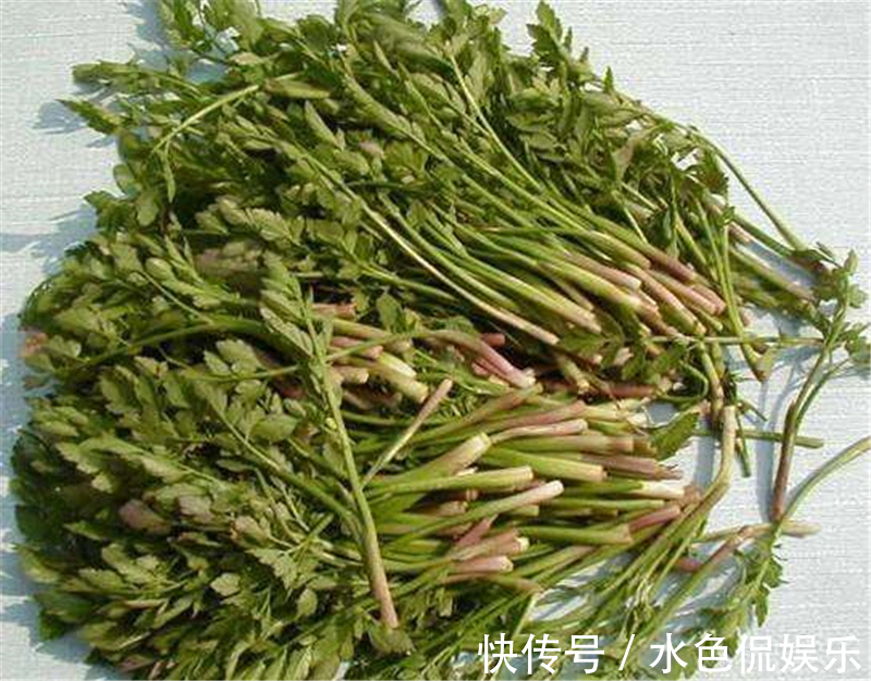 水芹菜|食用期长达5个月,却很少人去摘,如今正当季,炒腊肉是一绝