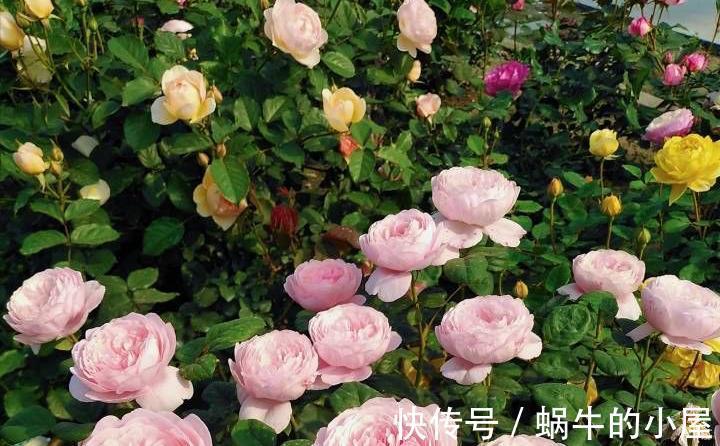 黄叶子|月季这样养，叶子一直绿油油的，满头花苞，美不胜收