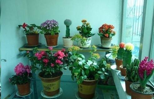 骨粉|家里2种“废料”磨成粉,就是养花宝贝,倒在花盆里,养啥旺啥