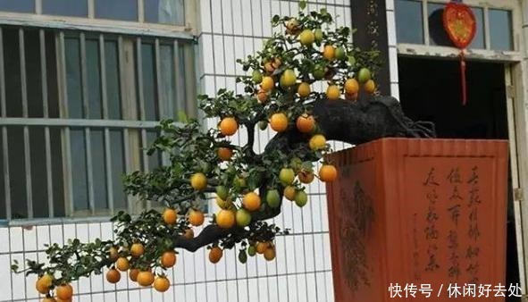 金弹子很是漂亮，我也非常想养，刚下山的它怎么栽种才正常收藏！