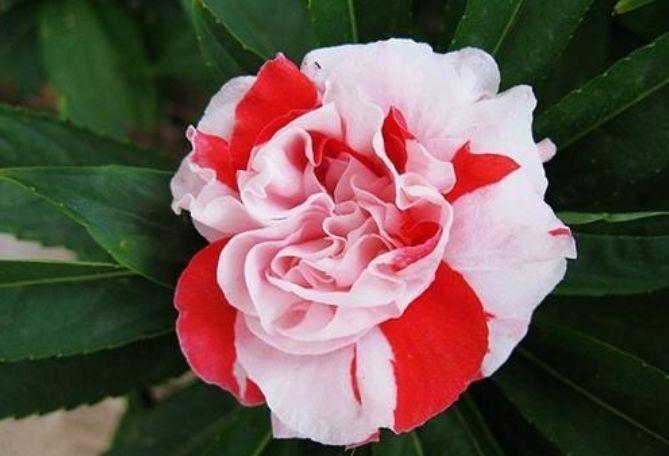 4种花好养又漂亮,花香四溢飘满屋,阳台变成小花园