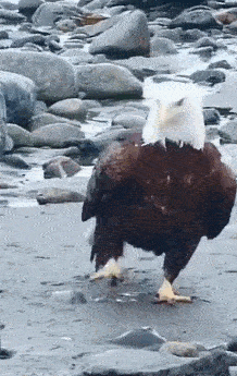 |搞笑GIF段子:直击灵魂的画作