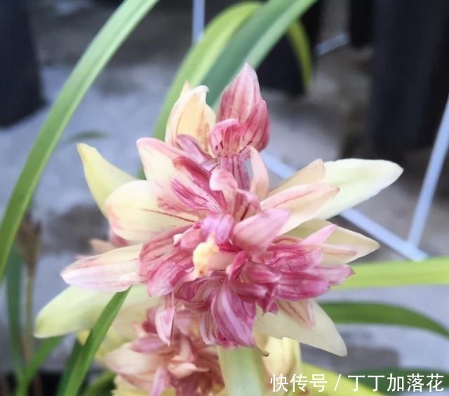 建兰奇花之首“富山奇蝶”,花似牡丹,兰香醇正,勤花勤草还好养