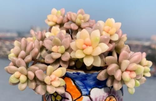 盆儿|有没有喜欢多肉植物，但养啥死啥，最后只剩下一堆盆儿的人？