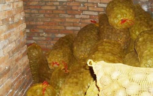 土豆如何储存才不会发芽？