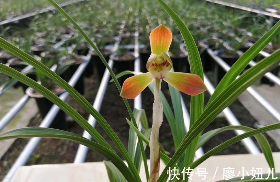 春兰只花苞不长枝条，多是3个原因造成的，解决方法很简单