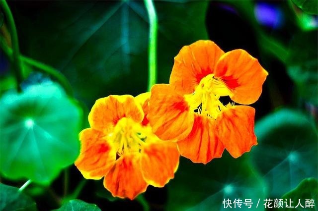 1种花，叶子精致花朵娇艳，香气浓郁全年开花，轻松阳台变花海