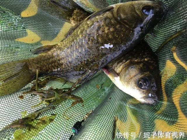 钓鱼中的“黑话”知多少?能听懂10个以上的是老钓手