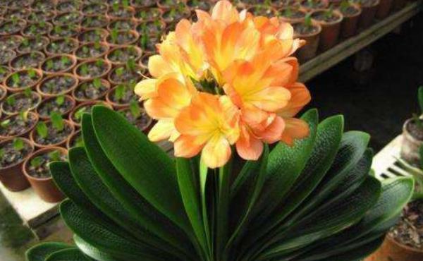 浇水|养花,秋天浇水要浇好了,自然会越长越旺盛