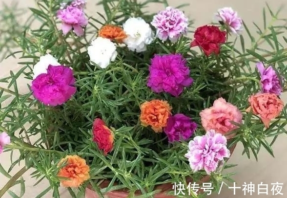 养花强根用黄豆水,制作中多添些“它”就没有臭烘烘的味道