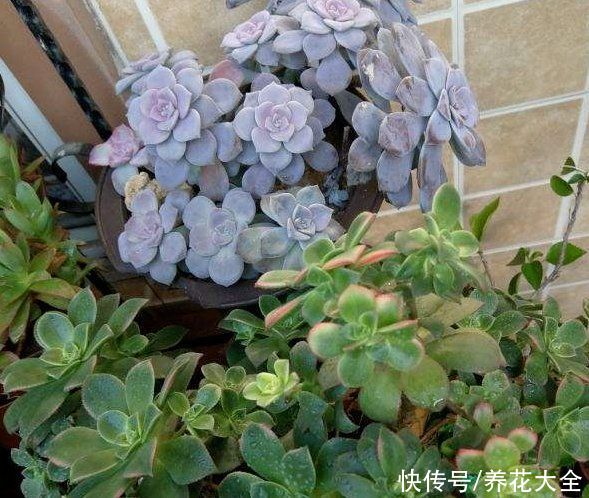 废油|厨余垃圾处理好，变废为宝成花肥，好用还省钱