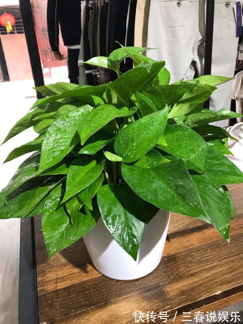 药片|天一热，绿萝就蔫了首先别放错位置，然后2种水换着浇，蹭蹭长