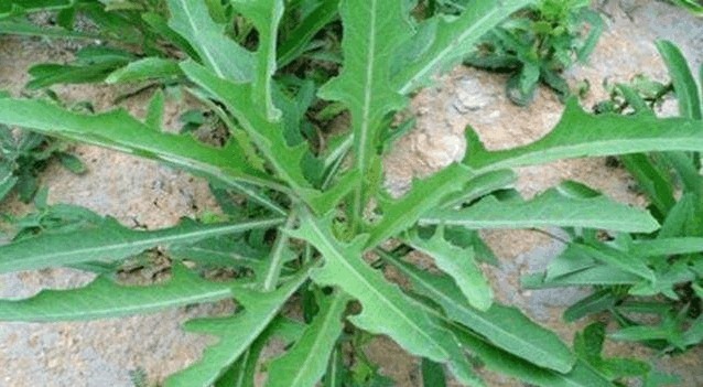 皇帝|农村一野菜,味道虽苦但很多人喜欢吃,相传皇帝也称赞