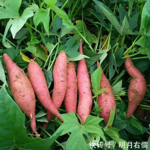 美容养颜|女人到了更年期得靠养,11种食物换着吃,补充雌激素更显年轻