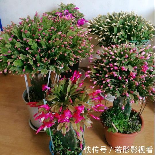 阳台上|蟹爪兰软趴趴?它有“6怕”,避开后,叶片硬如铁,开成大花树