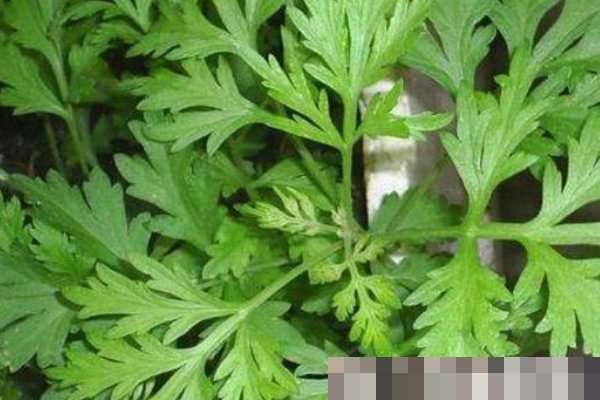 艾草不仅能泡脚,还能洗头,坚持一周,好处主动找上门