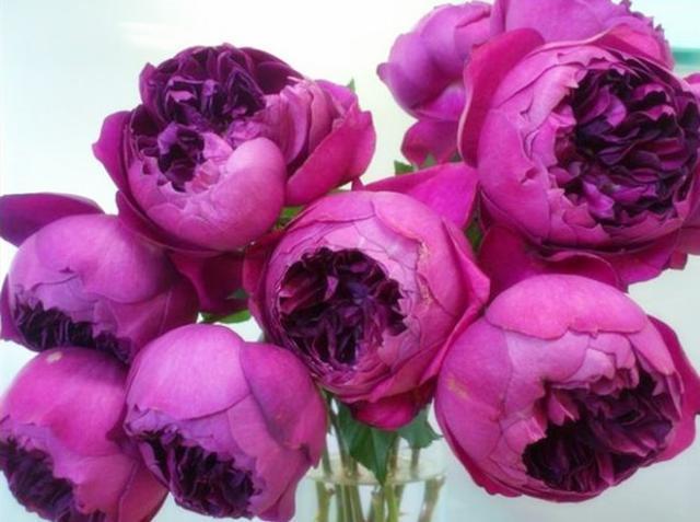 此月季一到秋天就变色，花大色妖艳，水果花香，四季开花，易爆盆