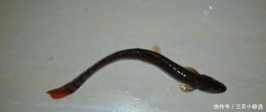 “可遇不可求”的5种河鲜,有钱难找,全吃过的是农村娃